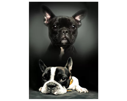 Dog laste pleed, 100x140 cm